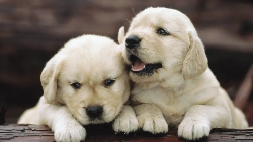 image_1695036114.png