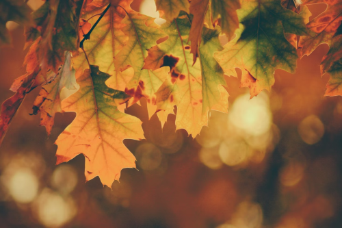 image_1695338455.png