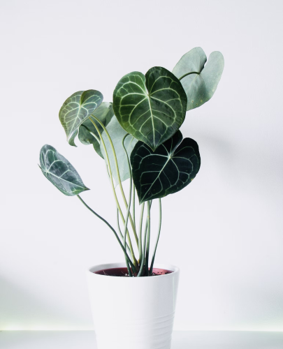 image_1704477794.png