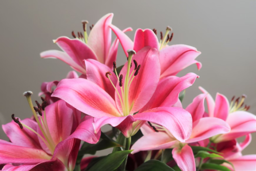image_1745194553.png