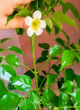 image_1759468503.png