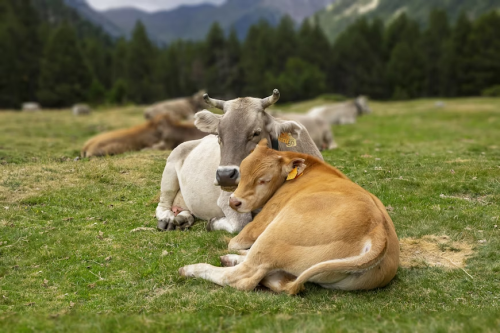image_1760123224.png