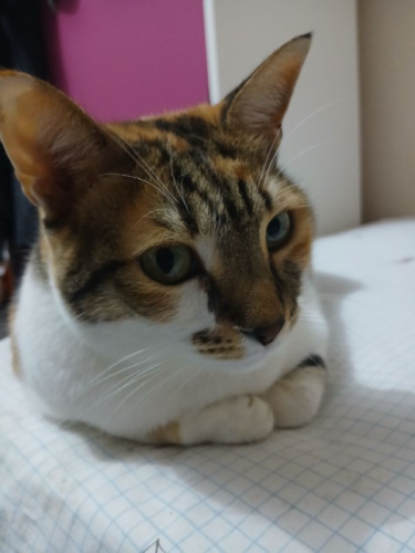 image_1761161946.png