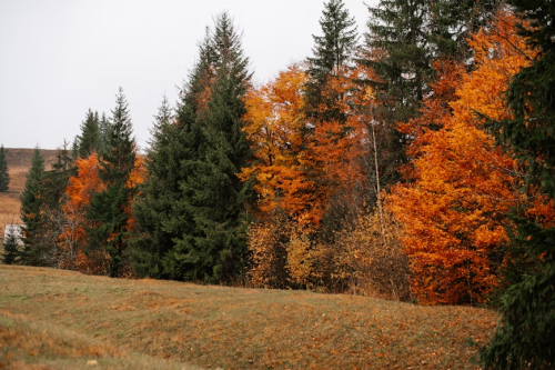 image_1761954637.png