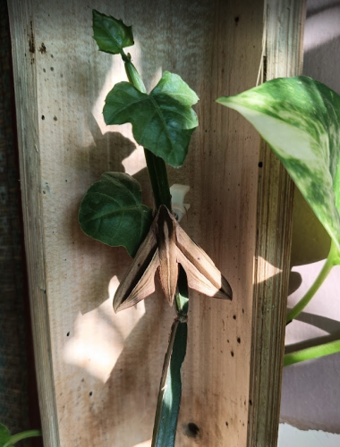 image_1763458212.png
