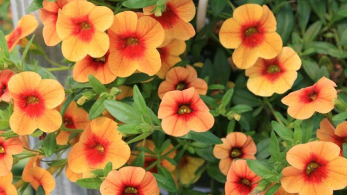 image_1766109907.png