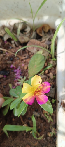 image_1768824009.png