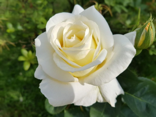 image_1769129442.png