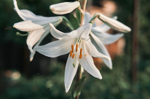 image_1769733245.png