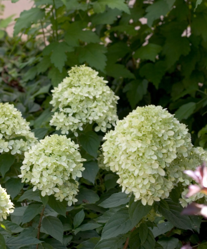 image_1770343031.png