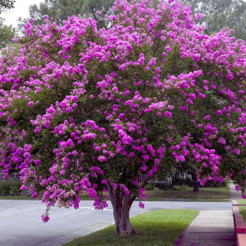 image_1772167297.png
