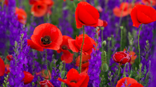 image_1773371856.png