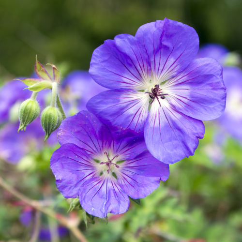 image_1775171713.png