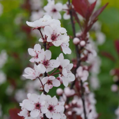 image_1777004200.png
