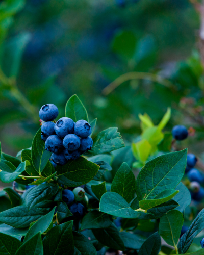image_1778205481.png