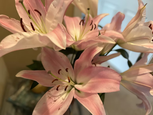 image_1779052260.png