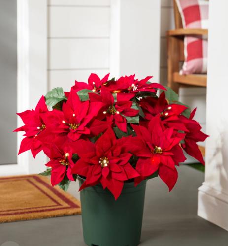 img-6438_1766407996.jpeg