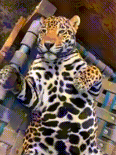jaguar-cat_1781654035.png