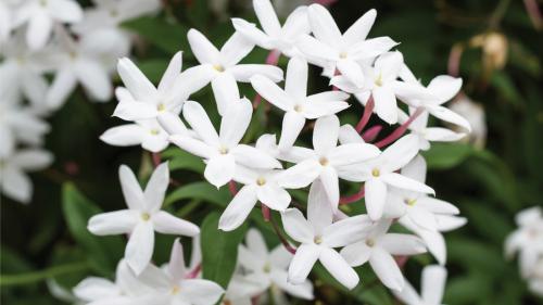 jasmine-1400x787-1_1745547784.jpg