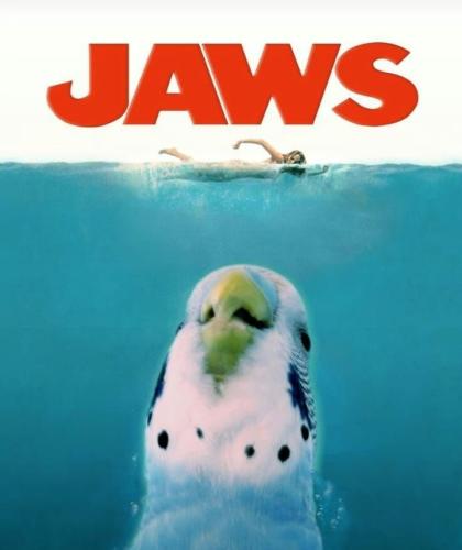 jaws_1772827998.jpg