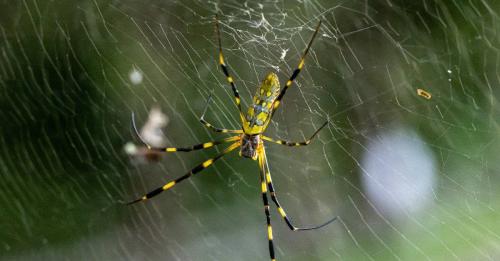 joro-spider_1780545156.jpg