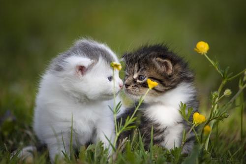 kitten-5124098-640_1754369789.jpg