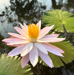 lotus-amanjiwo-1_1752679806.png