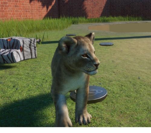 male-lion-cub_1782349028.jpg