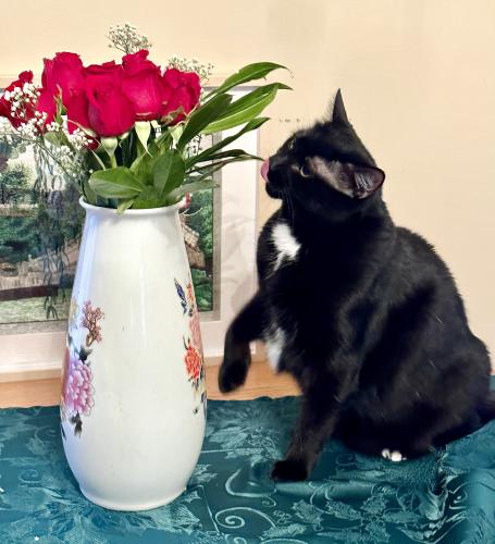 momo_1744920190.jpg