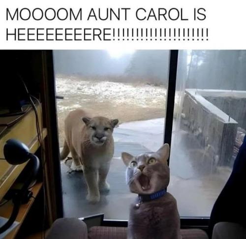 moooom-aunt-carol-is-heeeeeeeere_1775670009.jpeg