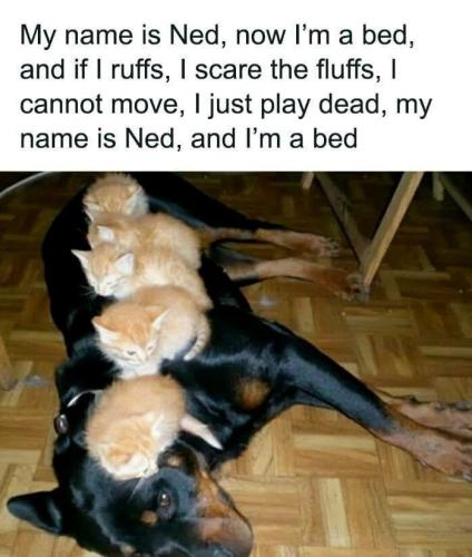 my-name-is-ned-now-bed-and-if-ruffs-scare-fluffs-cannot-move-just-play-dead-my-name-is-ned-and-bed_1775670111.jpeg