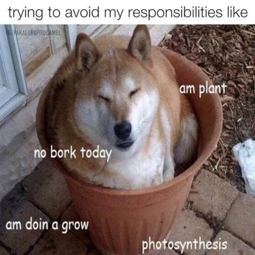 my-responsibilities-like-ng-pakalupapitocamel-no-bork-today-am-plant-am-doin-grow-photosynthesis_1775669803.jpeg