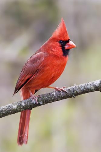 northern-cardinal-7kk8328w_1769380106.jpg