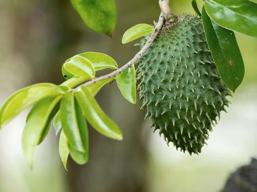 opt-aboutcom-coeus-resources-content-migration-serious-eats-seriouseats-com-2019-08-20190812-soursop-fruit-ab475b3c8ccd4293b09c16a8fe60e6e8_1771643379.jpg