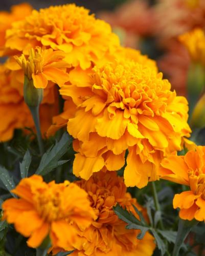 orange-marigold-flowers-royalty-free-image-1720526440-1_1749172186.jpg