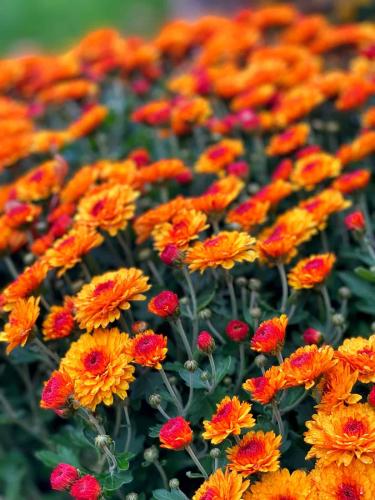 orange-mums-in-fall_1764303383.jpg