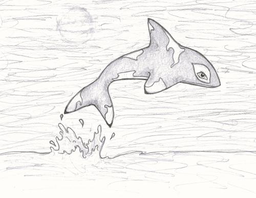 orca1_1692805131.jpg