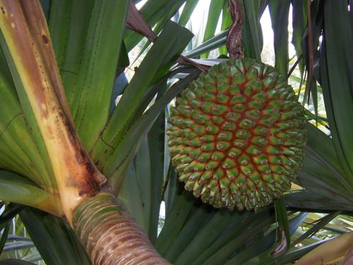 pandanus-utilis-fruit_1774056098.jpeg