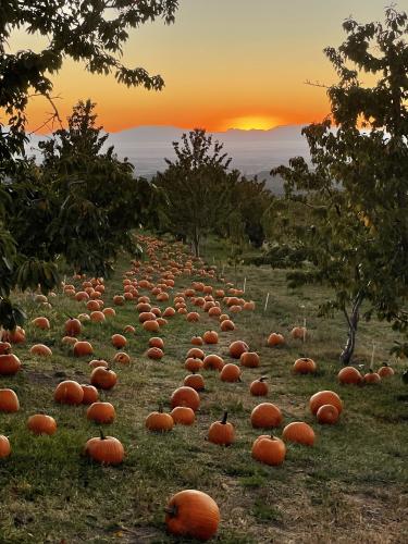 pumpkin-sunset_1761867418.jpeg