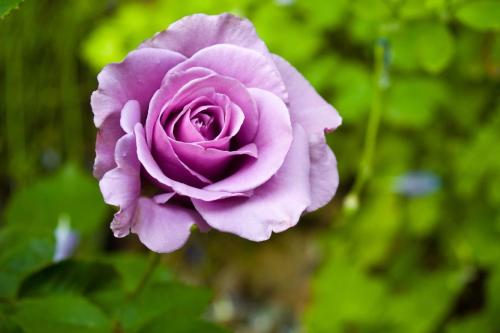 purple-rose_1764898052.jpg
