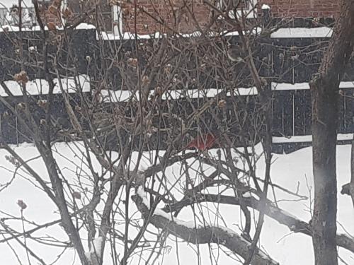 red-bird_1769368417.jpg