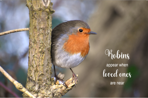 robins-appears_1693788214.png