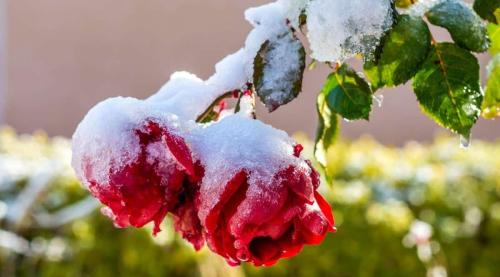 rose-winter_1682862920.jpeg