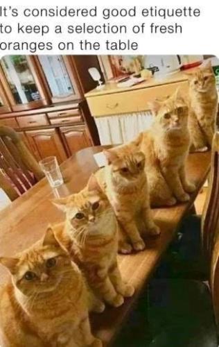s-considered-good-etiquette-keep-selection-fresh-oranges-on-table_1775670126.jpeg