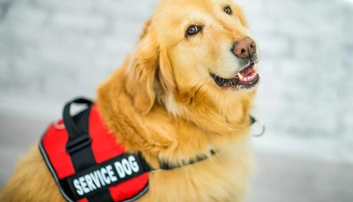 service-dog2_1767222967.jpg