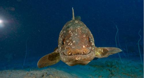 smiling-coelacanth_1743982283.jpg