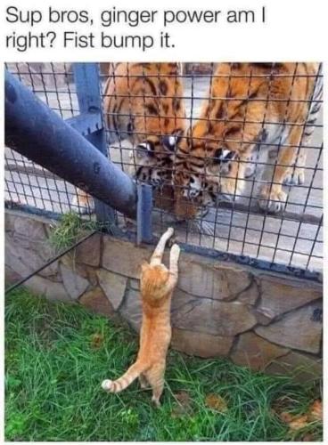 sup-bros-ginger-power-am-right-fist-bump_1775670052.jpeg