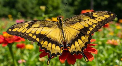 swallo-tail-butterfly_1786444933.jpg
