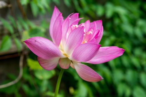 the-incomparable-waterlily-and-lotus-1403525-14-ee5eaf8d1bfa4b329c82a7aa7877478a-1_1748570619.jpg