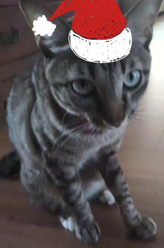 toffee_1766130164.jpg